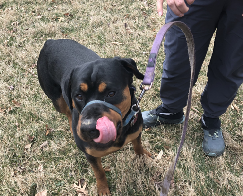 Bella the Rottie Pup