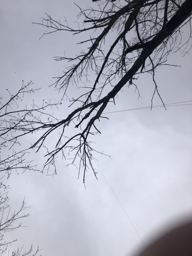 The end-fed antenna deployed in a tree. FIRST TRY!
