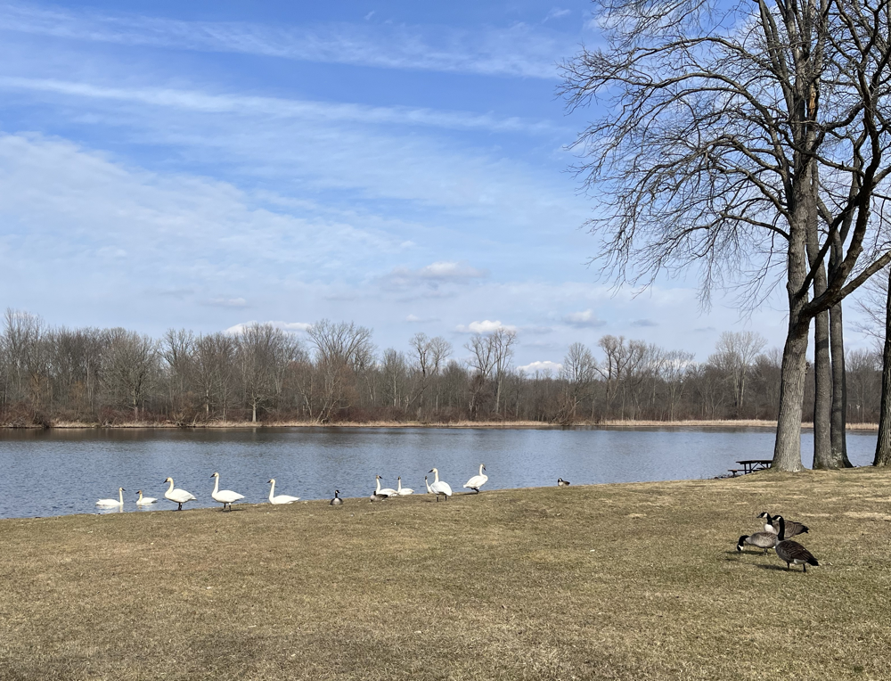 Fighting Off The Geese