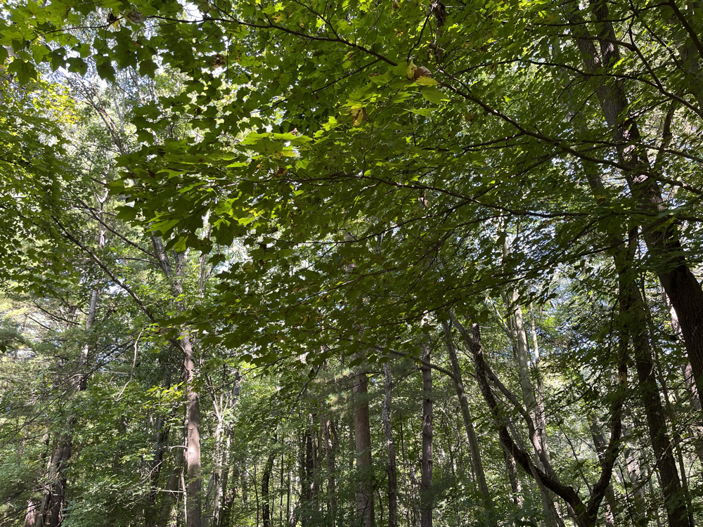 Trees at K-0020.