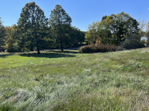Tall grasses and trees in the field near the water.