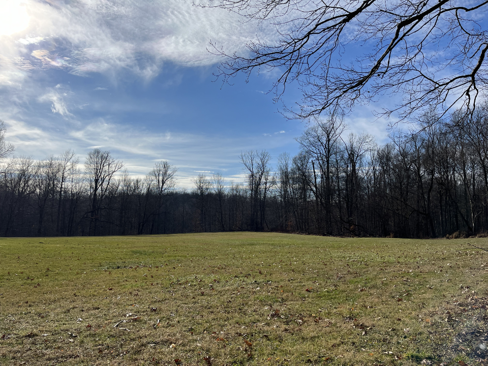 An empty field surrounded by bare trees under a blue sky with light, scattered clouds.