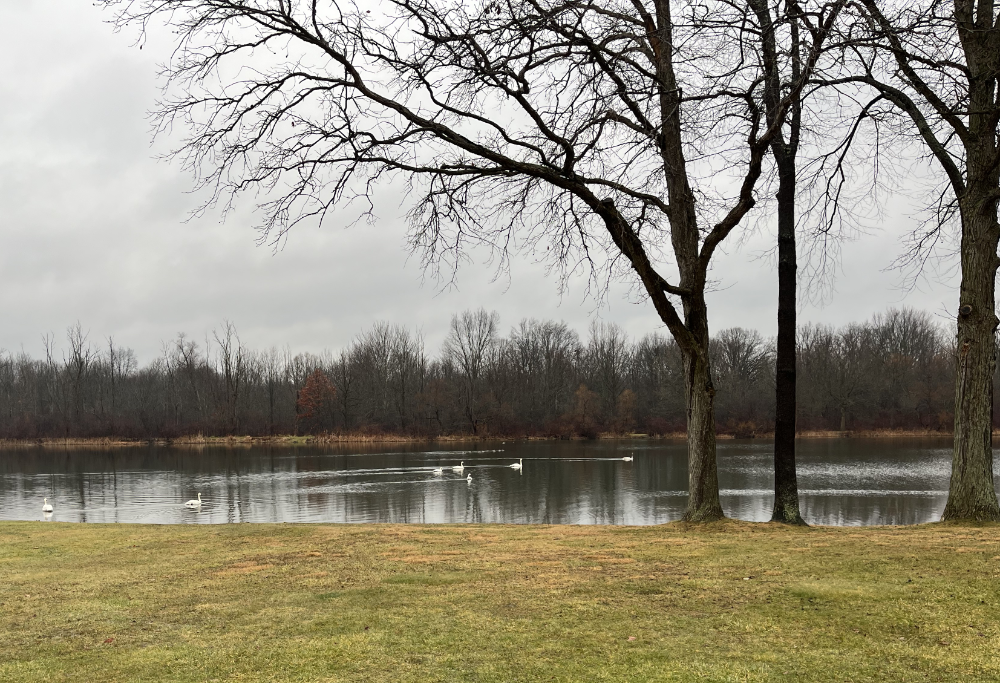 Peaceful looking white birds swimming along making enough noise to be distracting (which can't be seen in the photo).
