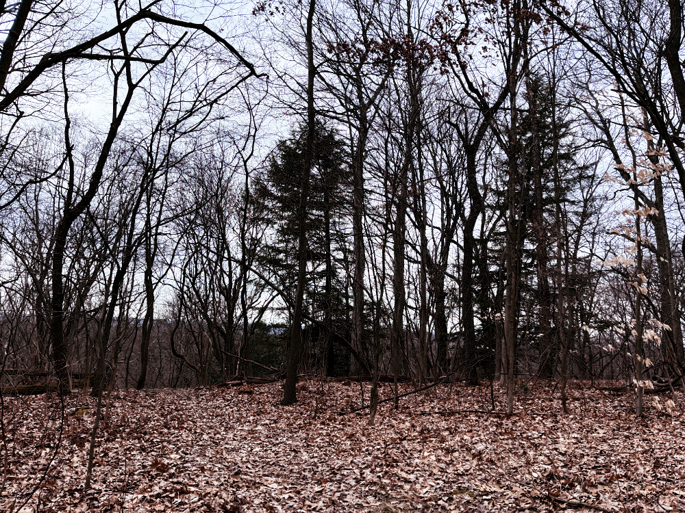 Bare trees in a mostly young section of woods along the edge of the valley.