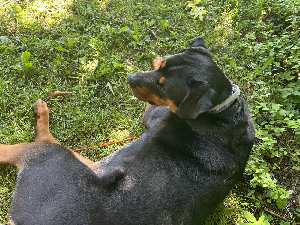 Bella the Weird Radio Rottie resting too close to an antenna (out of frame).