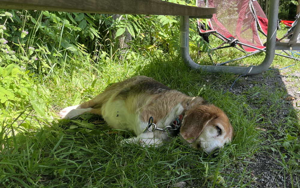 Nacho the Radio Beagle napping under a picnic table.
