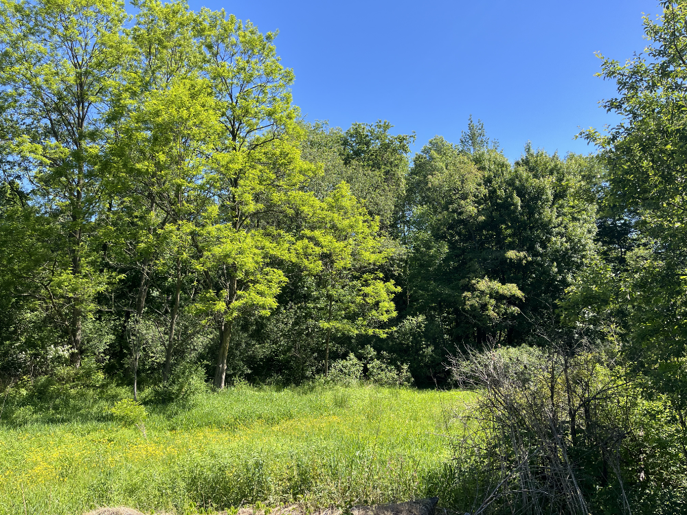 A stand of beautiful trees seen from next to the Jeep at the nature area.