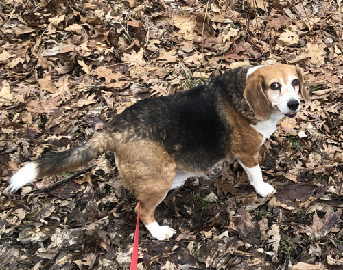 The Might Nacho (A smiling beagle) On Patrol!