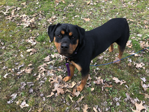 A very silly Rottweiler puppy not helping setup camp.