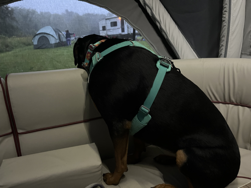 This is Bella the Rottweiler looking out the window at the neighbors.