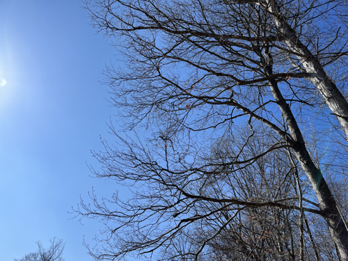 Treetops against a blue sky.