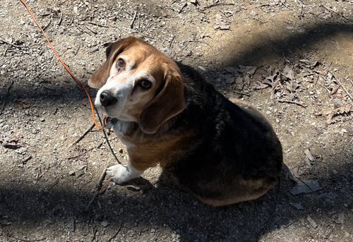 Nacho the radio beagle.