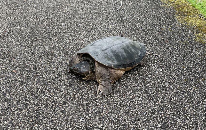 This is a cool turtle on a bike path that I saw a week ago. It is unrelated to this post.