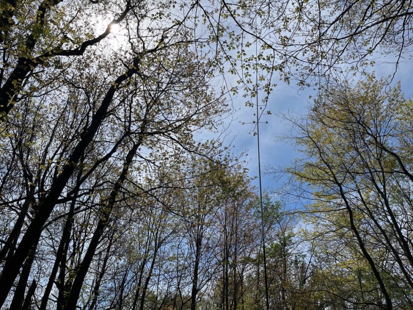 Blue sky, trees, and a vertical antenna barely visible.