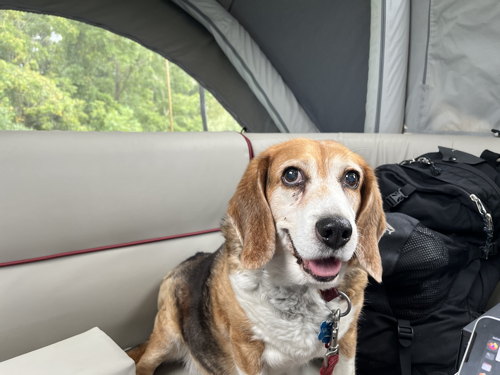 Nacho the Radio Beagle watching intently between naps.