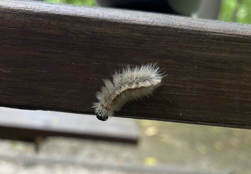 A caterpillar on the picnic table.