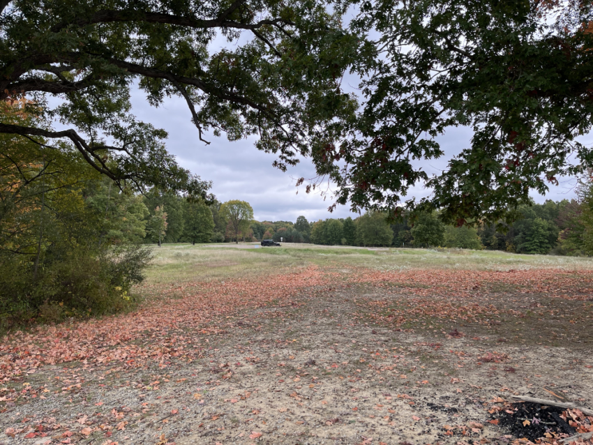 Looking out through the trees across a grassy field to a lone Jeep in a parking area.