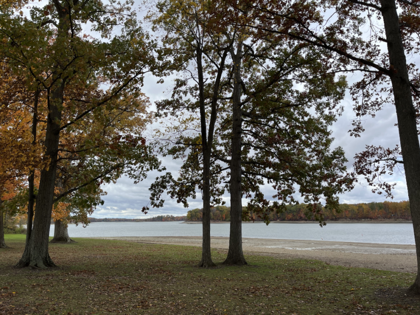 Trees on the beach at West Branch State Park.