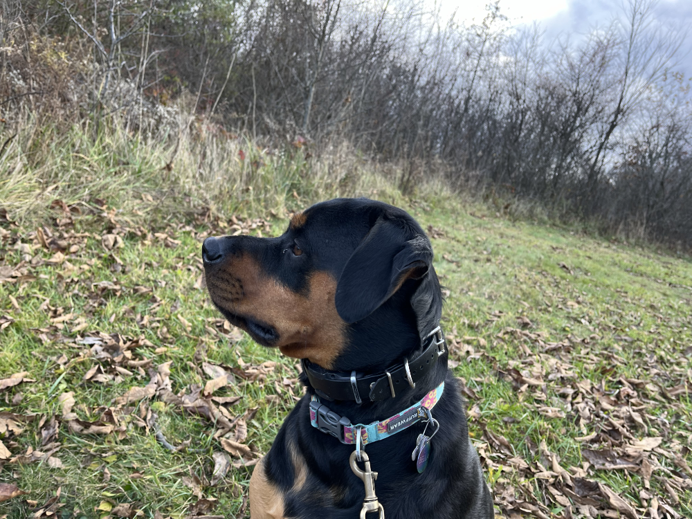 A picture of a 95 pound Rottweiler named Bella in profile. She's such a good girl!