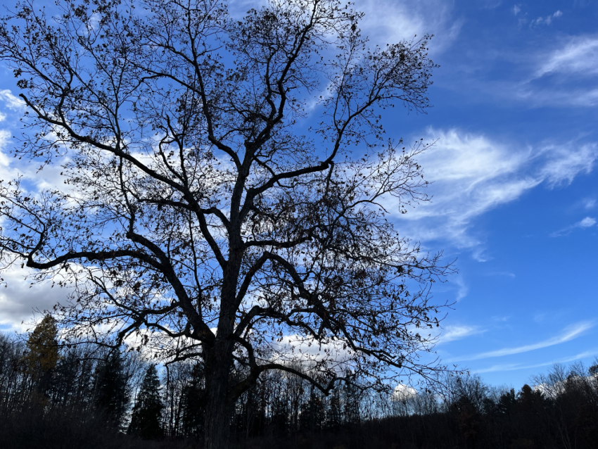 A leafless tree against a blue, nearly cloudless sky at the Cuyahoga Valley National Park.