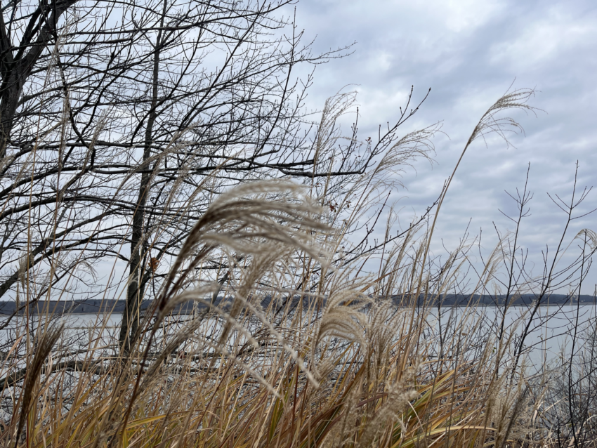Grasses in the wind with a backdrop of cloudy skies and the reservoir at West Branch State Park.