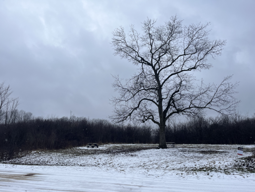 Bare tree on a snowy day at Cuyahoga Valley National Park.