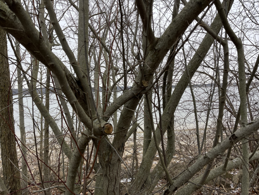 A tangle of tree branches in front of a body of water.