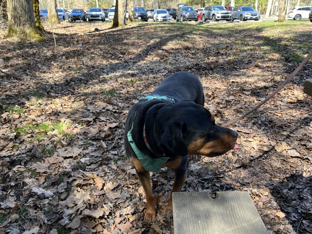A very cute Rottweiler named Bella in a teal harness and on a leather leash.
