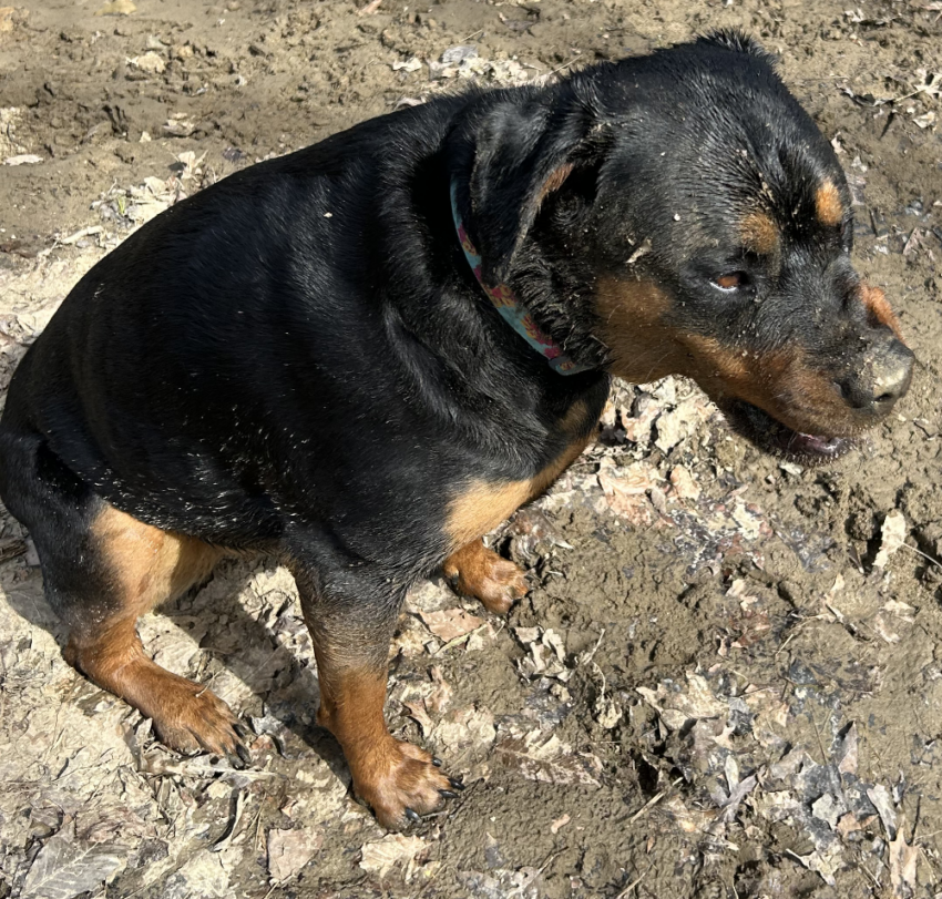 An adorable Rottweiler named Bella covered in mud.