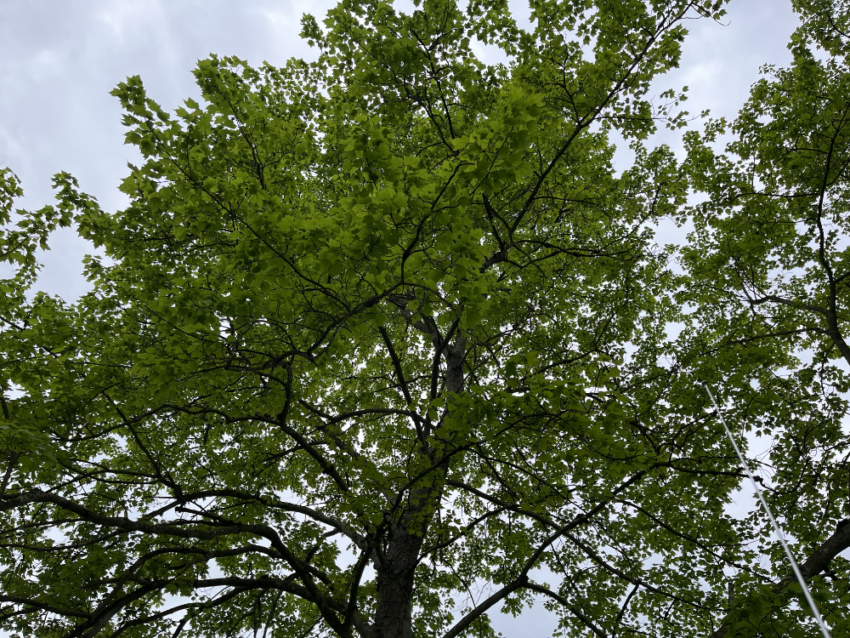 Looking up into the branches of a beautiful tree.