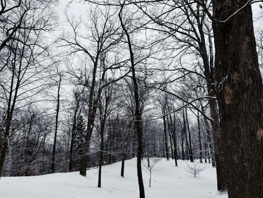 Bare trees in a snowy park devoid of people.