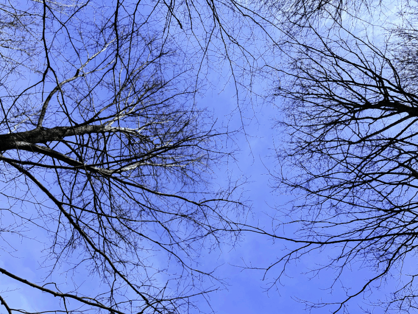 A view up into the trees with a blue sky behind them.