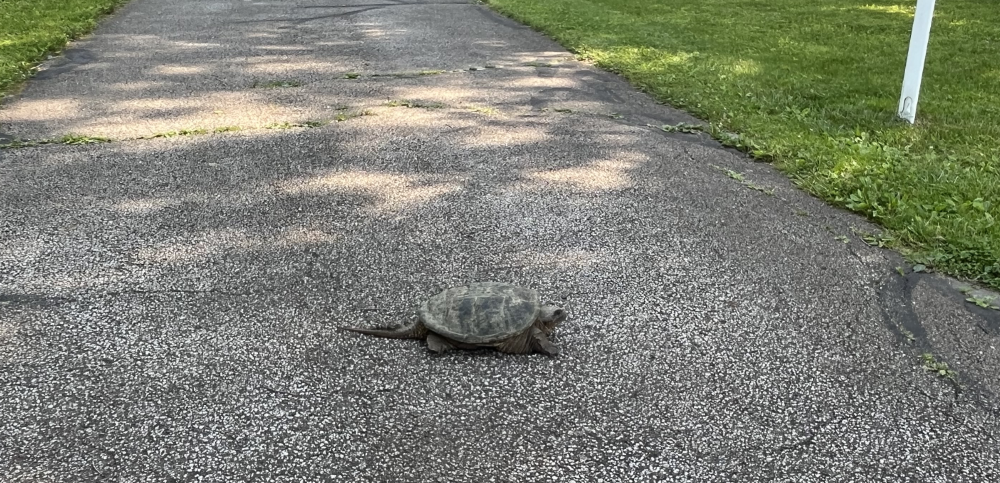 A relatively large snapping turtle in the middle of the bike path.