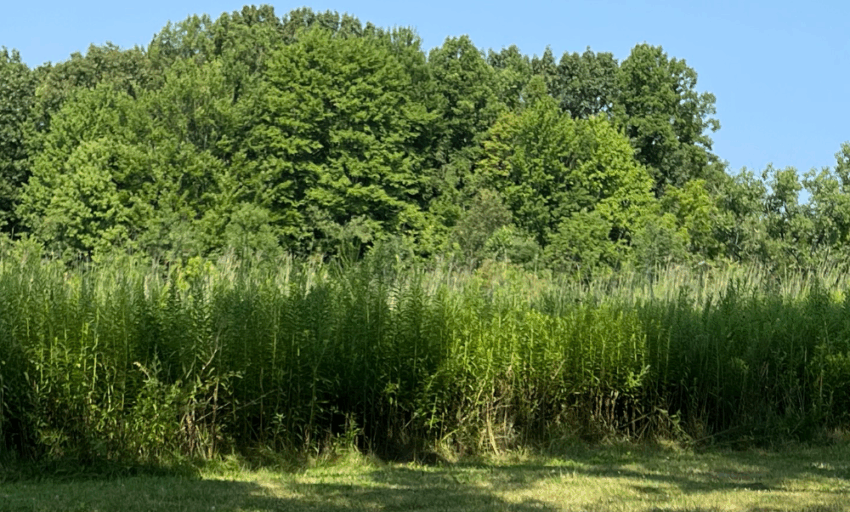 Trees and tall grass surrounding a field.