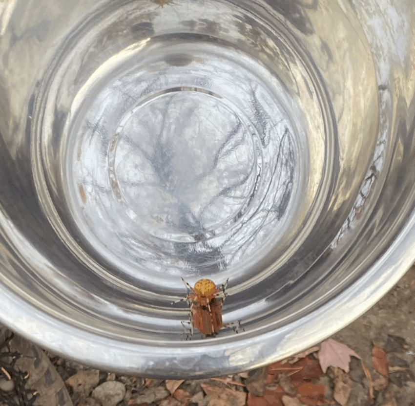Marbled Orb Weaver spider in a metal bowl being prepared for relocation.